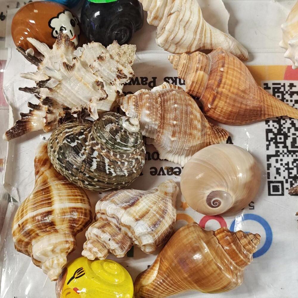 Hermit crab Shells 1 to 1.5  inch Assorted 14 Pack